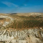 reflorestamento em área de deserto