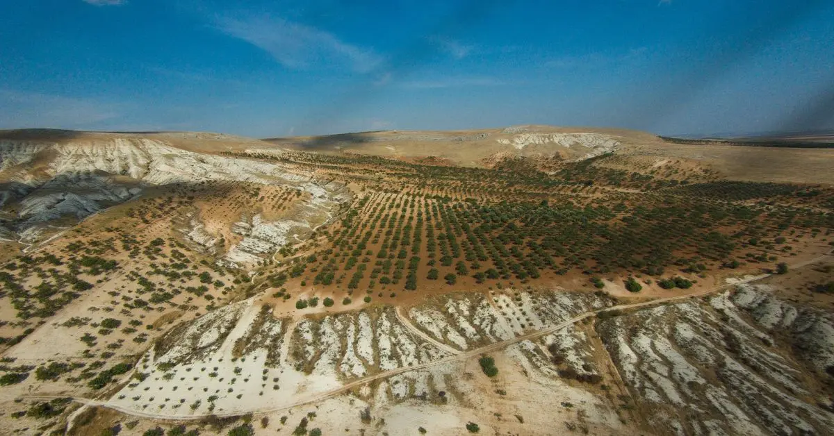 Combate à Desertificação: Iniciativas Globais e Sustentabilidade