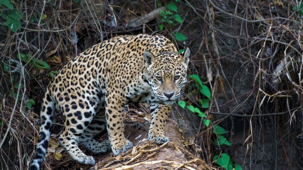 Biomas Brasileiros: Características, Importância e Ameaças 9 onça pintada