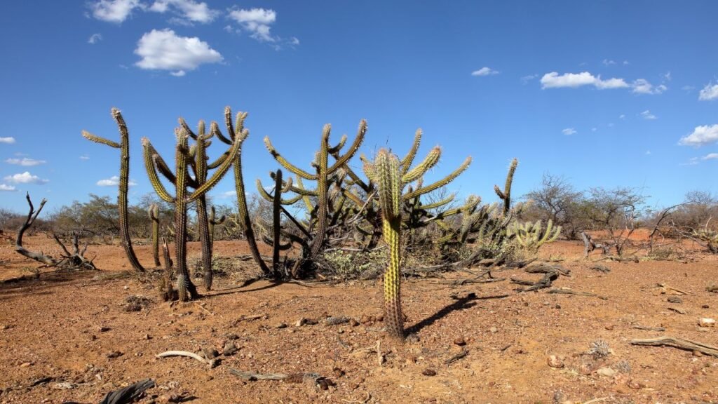 Por Que os Biomas Brasileiros São Importantes para o Clima? 10 caatinga