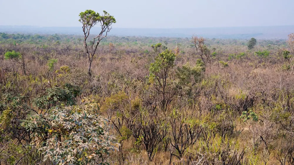 Por Que os Biomas Brasileiros São Importantes para o Clima? 7 cerrado