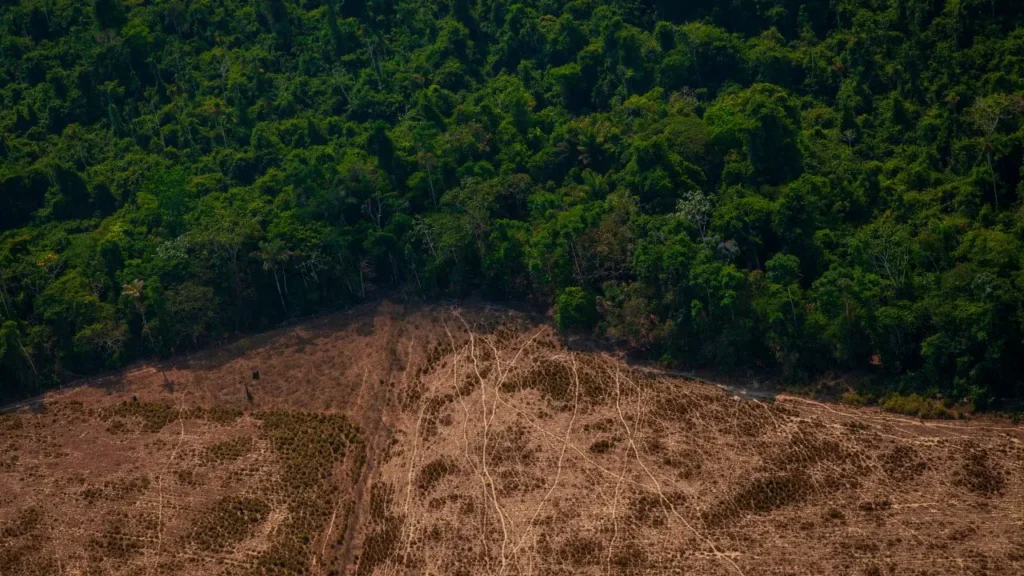 Por Que os Biomas Brasileiros São Importantes para o Clima? 13 desmatamento
