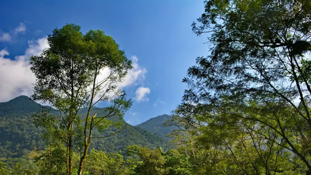 Por Que os Biomas Brasileiros São Importantes para o Clima? 8 Mata atlântica