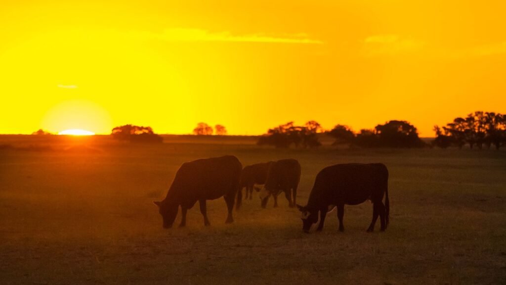 Por Que os Biomas Brasileiros São Importantes para o Clima? 12 pampa