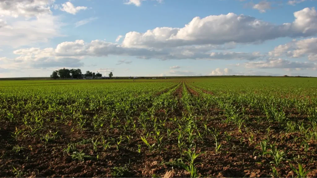 Mudanças Climáticas no Brasil: Impactos Regionais e Desafios 7 agricultura no centro oeste