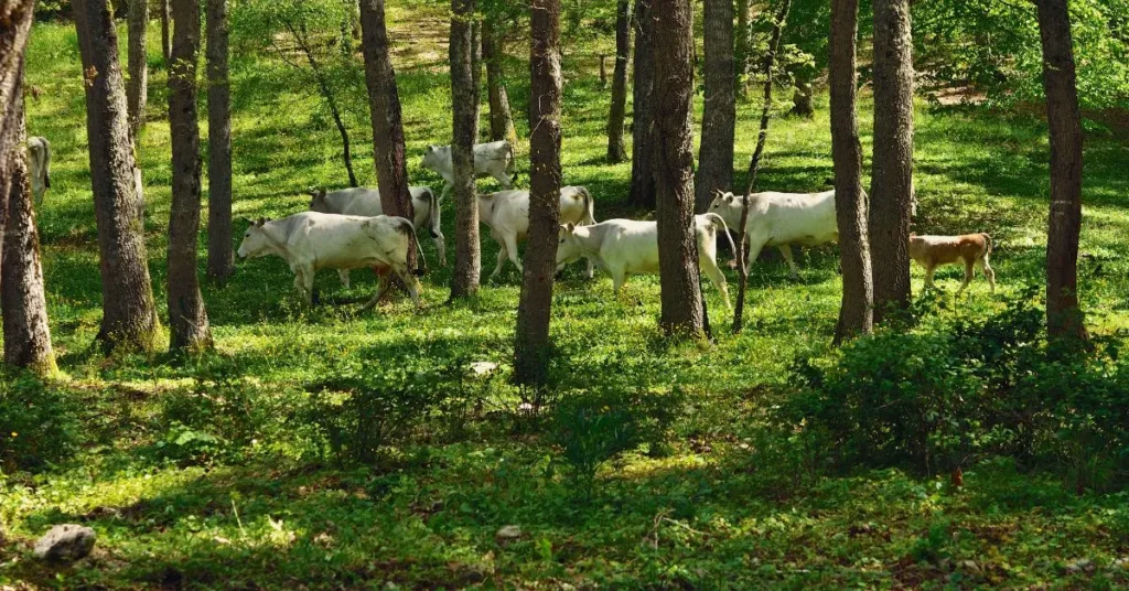 Agronegocio sustentável - integração pecuária e floresta