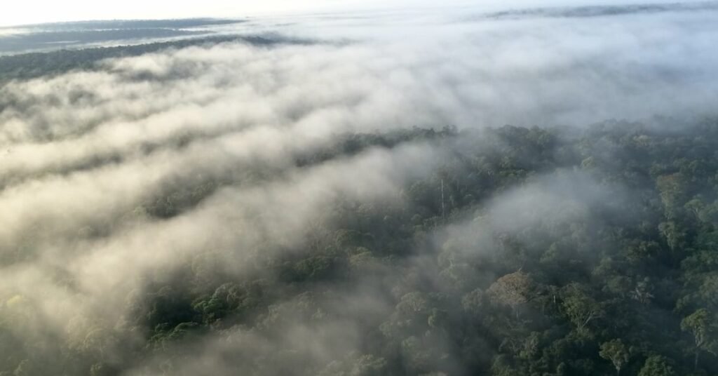 Por Que os Biomas Brasileiros São Importantes para o Clima? 5 rios voadores