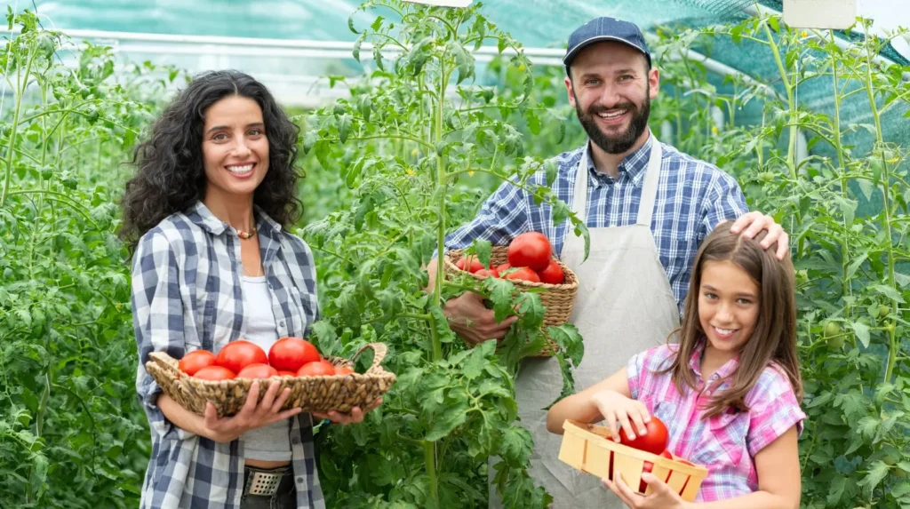 Agricultura Familiar no Brasil: A Força que Alimenta a Nação 4 agricultura familiar: produção de tomates