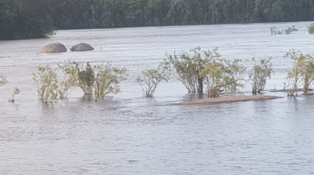 Transporte fluvial na Amazônia: por que os rios funcionam como estradas 5 Cheia do rio negro cobrindo a vegetação